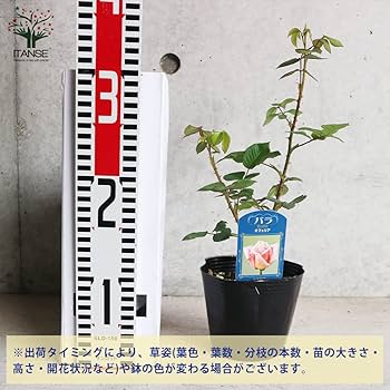 レア　切花品種 接木新苗　/彪/絞り/蕾２個付き/4号ロング レア 切花品種 接木新苗 /彪/絞り/蕾2個付き/4号ロング